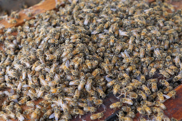 Bee colonies worker at beehive honey comb filled