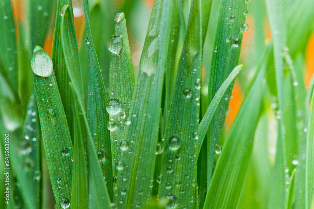 Wall mural drops of water on the grass in the springtime