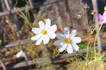 Cosmos flower fall Autumn