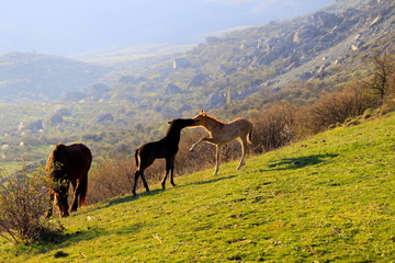 horse on a pasture in the mountains