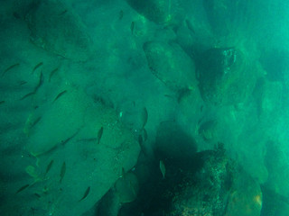 Fondale marino con pesci e rocce, Mar Ligure, Italia, Mare Blu