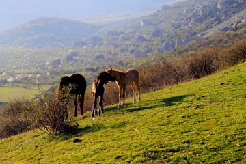 Obraz premium horse on a pasture in the mountains