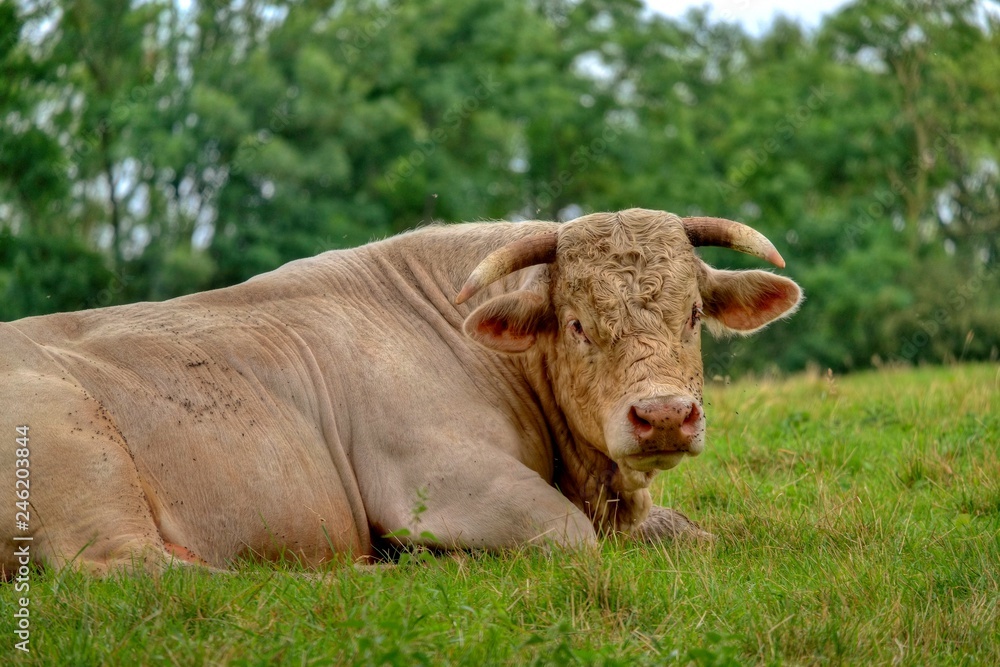 Sticker Taureau dans le Charolais.