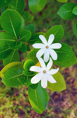 White fragrant tiare flower (Gardenia taitensis) growing on a plant in Bora Bora, French Polynesia