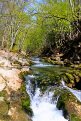 Obraz premium waterfall in the forest. mountain fast river. rapids