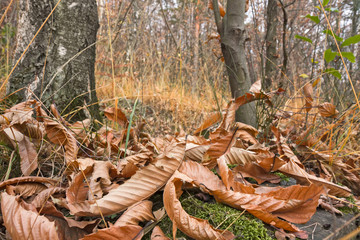 Panoramic view of a forest path on an winter afternoon.