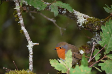Rouge Gorge Oiseau