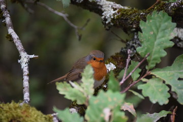 Rouge Gorge oiseau