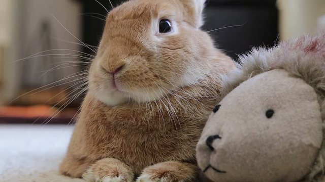 Rufus rabbit relaxes with plush and twitches nose in soft natural tones