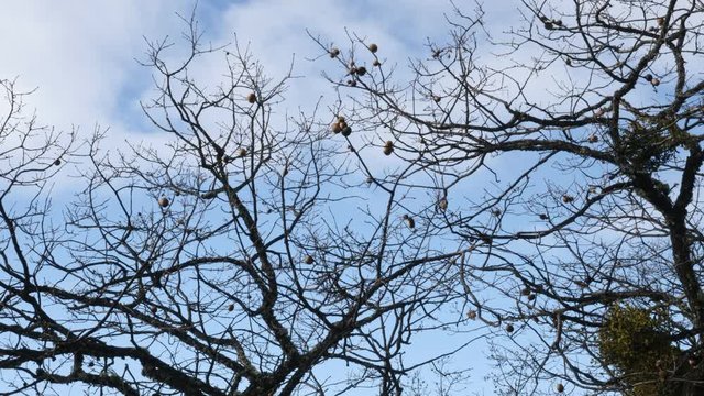 A look through the branches of this tree from Roxy Ann, Rogue Valley, Southern Oregon.