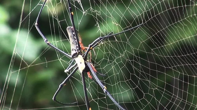 Golden silk orb-weaver Spider (Nephila)) presumably mating. Class: Arachnida, Order: Araneae, Infraorder: Araneomorphae, Family: Araneidae, Subfamily: Nephilinae, Genus: Nephila