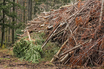 Fir wood cut and stacked in the woods.