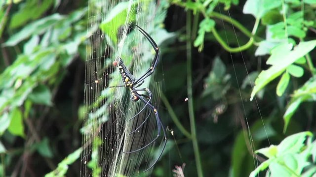 A huge spider Golden silk orb-weaver Spider waits for lunch to arrive. Class: Arachnida, Order: Araneae, Infraorder: Araneomorphae, Family: Araneidae, Subfamily: Nephilinae, Genus: Nephila