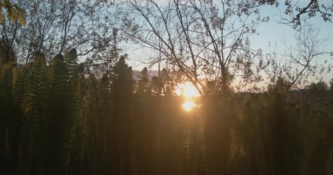 close-up plan camera slowly glides in the thickets of fern through the leaves shine the rays of the sun movement from right to left
