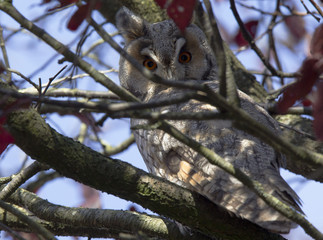 A long-eared owl (Asio otus) perched in the daytime in a garden in the Netherlands. Tree with many branches and red leaves.