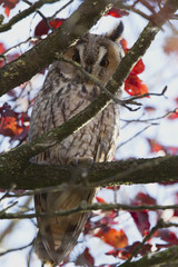 A long-eared owl (Asio otus) perched in the daytime in a garden in the Netherlands. Tree with many branches and red leaves.