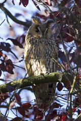 A long-eared owl (Asio otus) perched in the daytime in a garden in the Netherlands. Tree with many branches and red leaves.