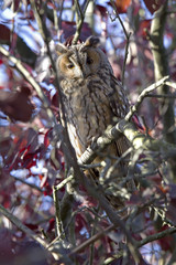 A long-eared owl (Asio otus) perched in the daytime in a garden in the Netherlands. Tree with many branches and red leaves.