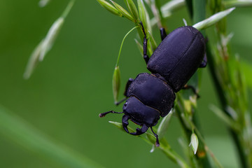 Bugs