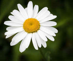 Obraz premium White daisy of the field in green nature background. White and Yellow Daisy Flowering in a Field. Close up of white daisy flower in summer garden. Single white daisy