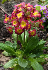 beautiful backgrounds of green leaves and colorful flowers on the street in the rain