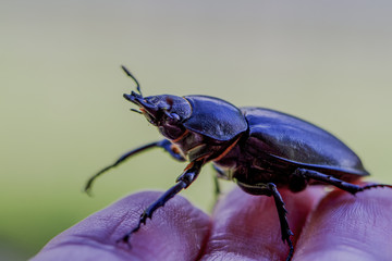 Bugs
