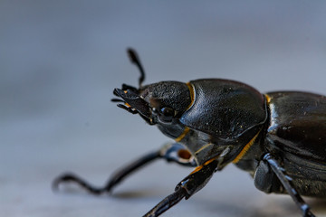 Bugs