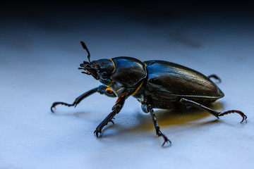 Bugs