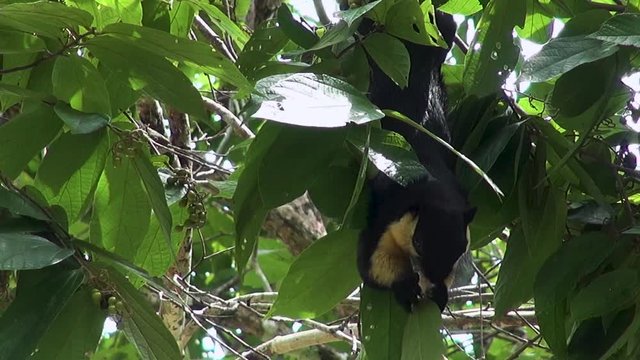 An Oriental Giant Squirrel hangs upside_down in a tree and feeds on beries. Order: Rodentia, Family: Sciuridae, Subfamily: Ratufinae, Genus: Ratufa.