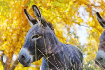 Fototapeten Esel Cute mini donkey under fall tree in farm pasture looking away from camera.   © ccestep8
