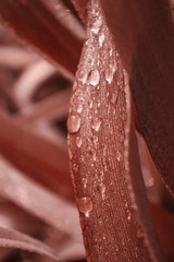 Living Coral background made of fresh leaves. Nature and Spring Concept