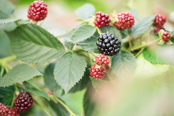 Blackberry growing in garden. Ripe and unripe blackberries on bush with selective focus.