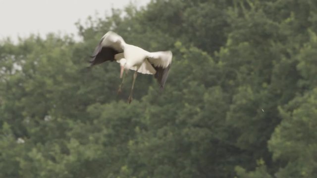white storks in springtime