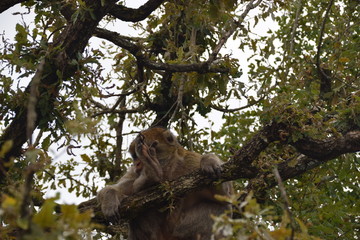 Singe sur sa branche