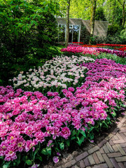 Blooming multicolor tulips in spring garden of Netherlands. 