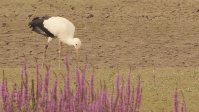 white storks in springtime