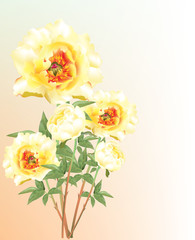 Beautiful bright yellow peonies blossoming