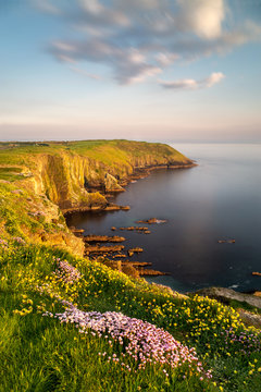 Beautiful nature scene with blooming flowers at sunset