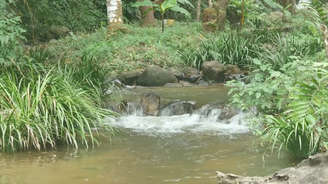 small cascade of stream in tropical rain forest