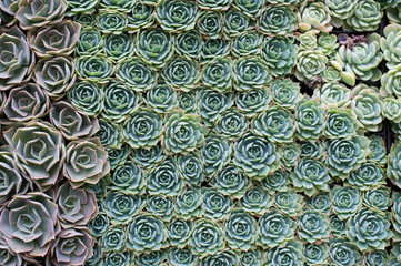 Green Succulent Pattern