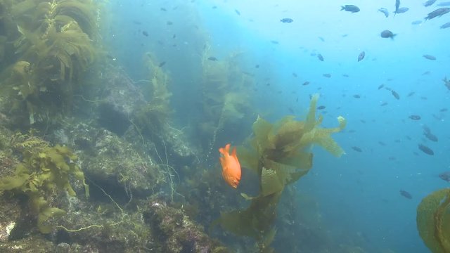 Garibaldi fish (Hypsypops rubicundus) forages in kelp forest, wider 