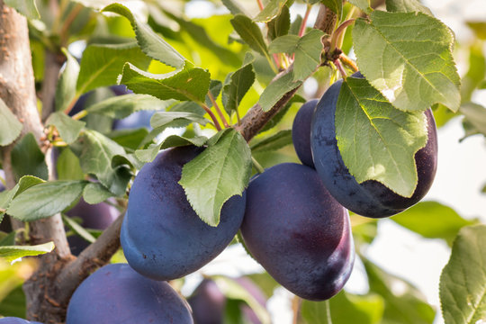 plum tree with ripe dark blue damson plums 