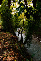 Obraz premium river in the forest 