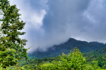 Fototapeta na wymiar Misty Mountain View at Munnar