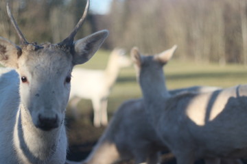 Herd of white deers in field on winter morning