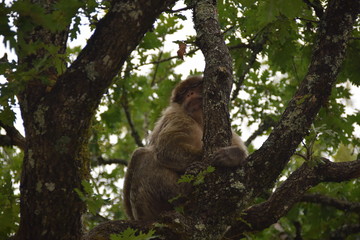 Singe dormeur