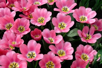 Pink flowers outside