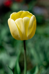 beautiful yellow tulips big bouquet