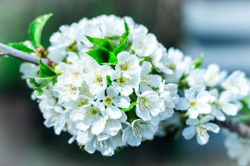 Branches of blossoming apricot macro