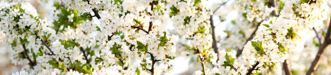 wide panorama branches of blossoming